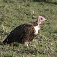 Hooded Vulture